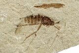 Detailed Fossil Fly (Diptera) - Bois d’Asson, France #256735-2